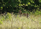 Rick Swartzentrover  White-tailed Deer