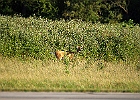 Rick Swartzentrover  White-tailed Deer