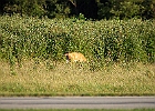 Rick Swartzentrover  White-tailed Deer