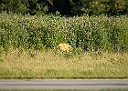 Rick Swartzentrover  White-tailed Deer