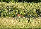 Rick Swartzentrover  White-tailed Deer