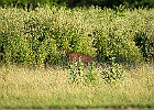 Rick Swartzentrover  White-tailed Deer
