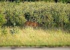 Rick Swartzentrover  White-tailed Deer