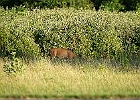 Rick Swartzentrover  White-tailed Deer