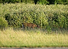 Rick Swartzentrover  White-tailed Deer