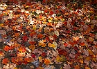 Fall Leaves
