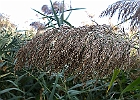 IMGP2192
