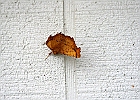 Rick Swartzentrover  Yellow Shell Moth - Camptogramma bilineata