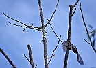 Rick Swartzentrover  Blue Jay