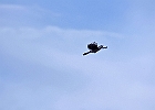 Rick Swartzentrover  Blue Jay
