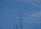 IMGP2799
