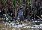 Rick Swartzentrover  Great Blue Heron