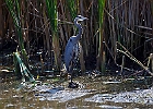 Rick Swartzentrover  Great Blue Heron