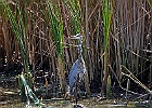 Rick Swartzentrover  Great Blue Heron