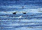 Rick Swartzentrover  Mallards &#38; Great Egret