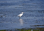 Rick Swartzentrover  Great Egret