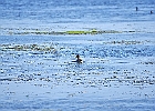 Rick Swartzentrover  Northern Shoveler (Female)