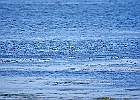 Rick Swartzentrover  Pied-bill Grebe