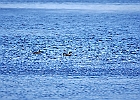 Rick Swartzentrover  Northern Shoveler (Female)Northern Shoveler