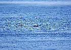 Rick Swartzentrover  Northern Shoveler (Female)