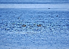 Rick Swartzentrover  Northern Shoveler (Female)