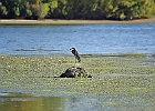 Rick Swartzentrover  Great Blue Heron