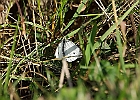 Rick Swartzentrover  Small White - Pieris Rapae