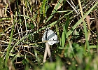 Rick Swartzentrover  Small White - Pieris Rapae