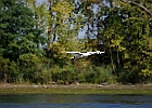 Rick Swartzentrover  Mute Swan