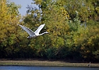 Rick Swartzentrover  Mute Swan
