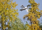 Rick Swartzentrover  Mute Swan