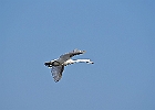 Rick Swartzentrover  Mute Swan