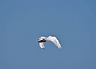 Rick Swartzentrover  Mute Swan