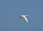 Rick Swartzentrover  Mute Swan