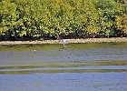 Rick Swartzentrover  Great Blue Heron