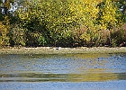 Rick Swartzentrover  Great Blue Heron