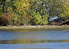 Rick Swartzentrover  Great Blue Heron