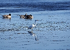 Rick Swartzentrover  Canada Geese &#38; Great Egret