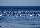 Rick Swartzentrover  Mute Swans
