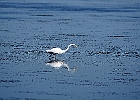 Rick Swartzentrover  Great Egret