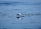Rick Swartzentrover  Great Egret