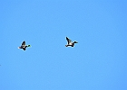 Rick Swartzentrover  Mallards (male)
