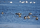 Rick Swartzentrover  Canada Geese