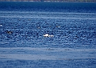 Rick Swartzentrover  Mute Swan &#38; Mallard (male)