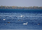Rick Swartzentrover  Mute Swans