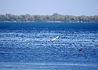 Rick Swartzentrover  Mute Swans