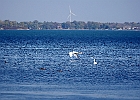 Rick Swartzentrover  Mute Swans
