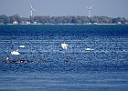Rick Swartzentrover  Mute Swans