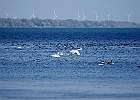 Rick Swartzentrover  Mute Swans