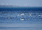 Rick Swartzentrover  Mute Swans